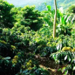 Ekoturystyka kawowa: Podróże do plantacji kawy
